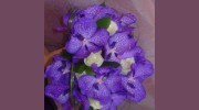 Purple Orchid