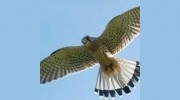 Kestrel Property Services