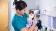 Bridge Veterinary Group