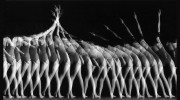 Judit Meixner