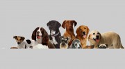 Tip Top Dog Grooming