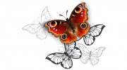 Aisha Hypnotherapy Clinic