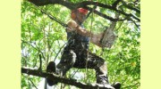 Hart Lee Tree Surgery