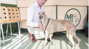 Mount Road Vets