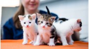 Bearwood Veterinary Clinic