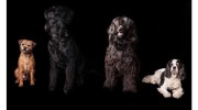 Canis Finest Dog Grooming