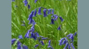 Hall & Birtles Solicitors