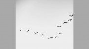 V Formation
