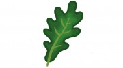 Oak Leaf Tree Surgery