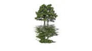 Waltwood Accountants