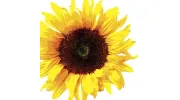 Sunflower Nursery