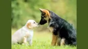 Happy Tails Pet Carers