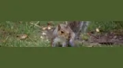 Pest Control Cardiff