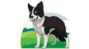 5 Star Pet Service