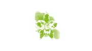 Orchid House Surgery