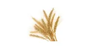 Barley Rise