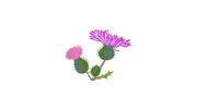 Thistle Du Florist