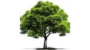 Orchard Funeral Services