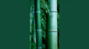 Shiatsu Health