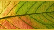 Amanda Falkson Psychotherapy & Counselling