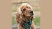 GO Waggy Tails