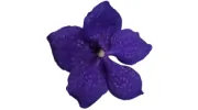 Eden Creative Florists