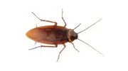 ML Pest Control & Countryside Services