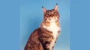 Kitty Kare