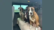 Swaggle Dogs