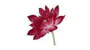 Wimbledon Acupuncture & Herbs