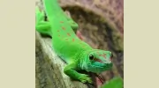 Angell Pets