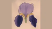 Jane Harries Garden Designs