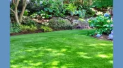 Mr Grass