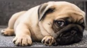 Grumble Groomers