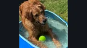 Can Rover Come Over