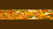 Robin Costello Acupuncture
