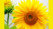 Tonictalk Counselling & Psychotherapy