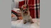 Pooch Dog Spa