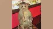 Smoking Monkey Antiques