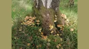 Yoga Nature