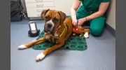 Glenn Vet Clinic
