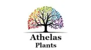 Athelas Plants