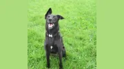 TynePets