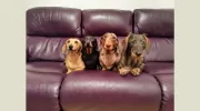Pet Carers
