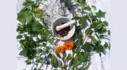 The Heavenly Herb Company