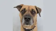 Allenwood Kennels