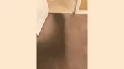 Peter Davis Carpet & Upholstery Cleaning
