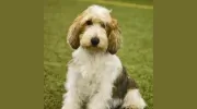 Avalonkennels