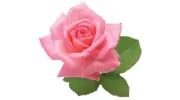 Roseview Picture Framing