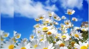 Anglian Garden Services